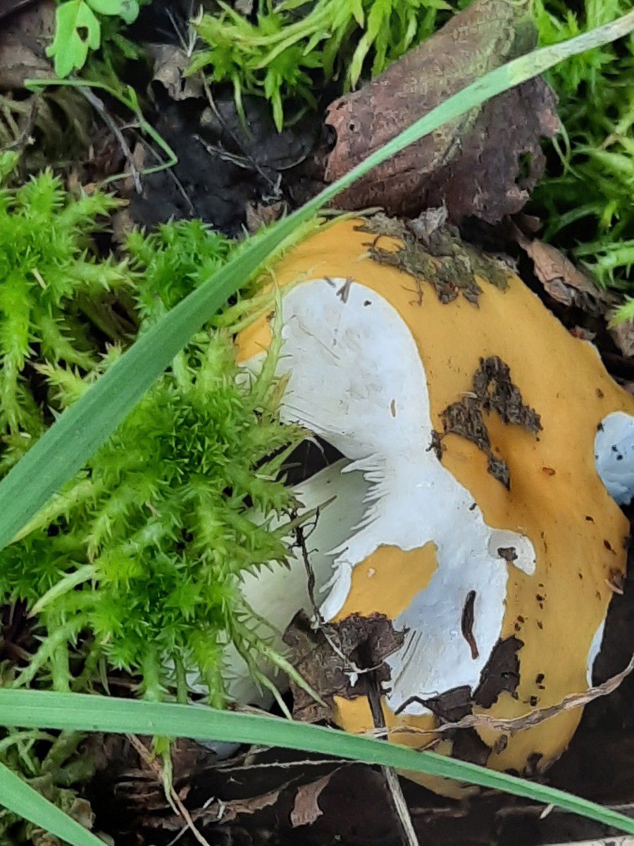 Сыроежка жёлтая (Russula claroflava) - фото 5