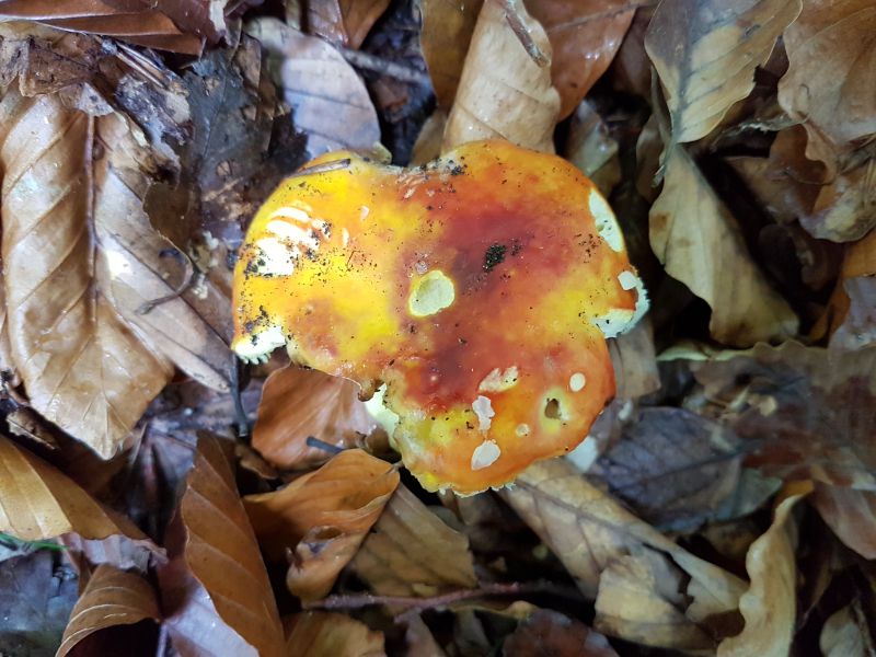 Сыроежка золотисто-красная (Russula aurata) - фото 3