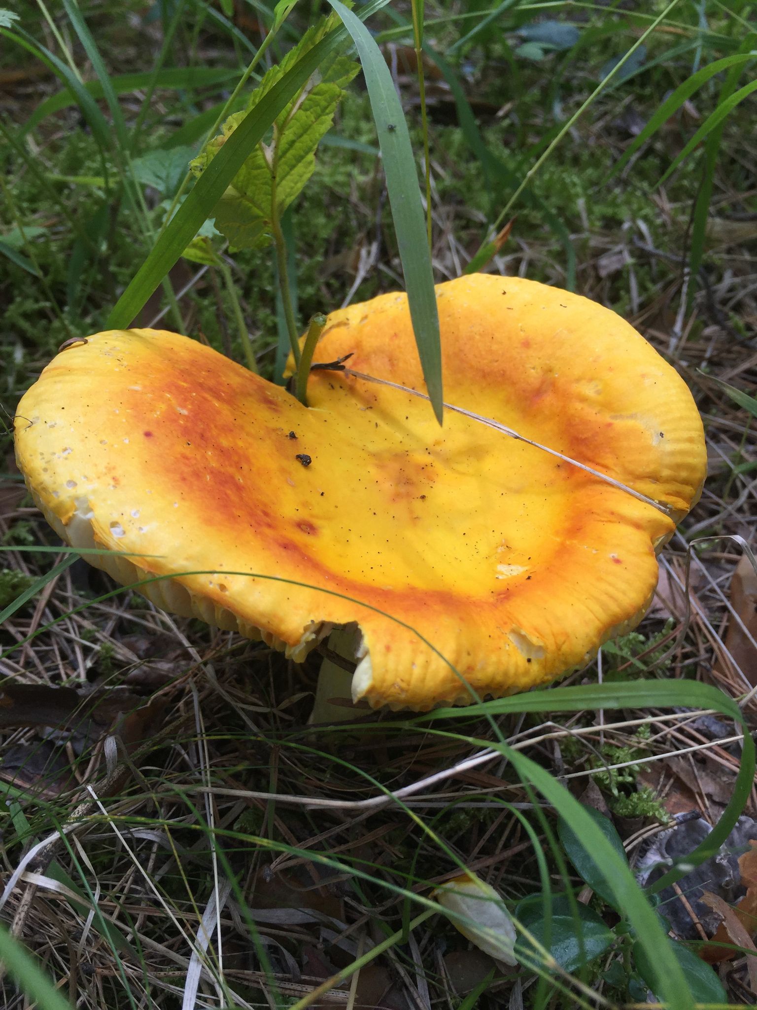 Сыроежка золотисто-красная (Russula aurata) - фото 4