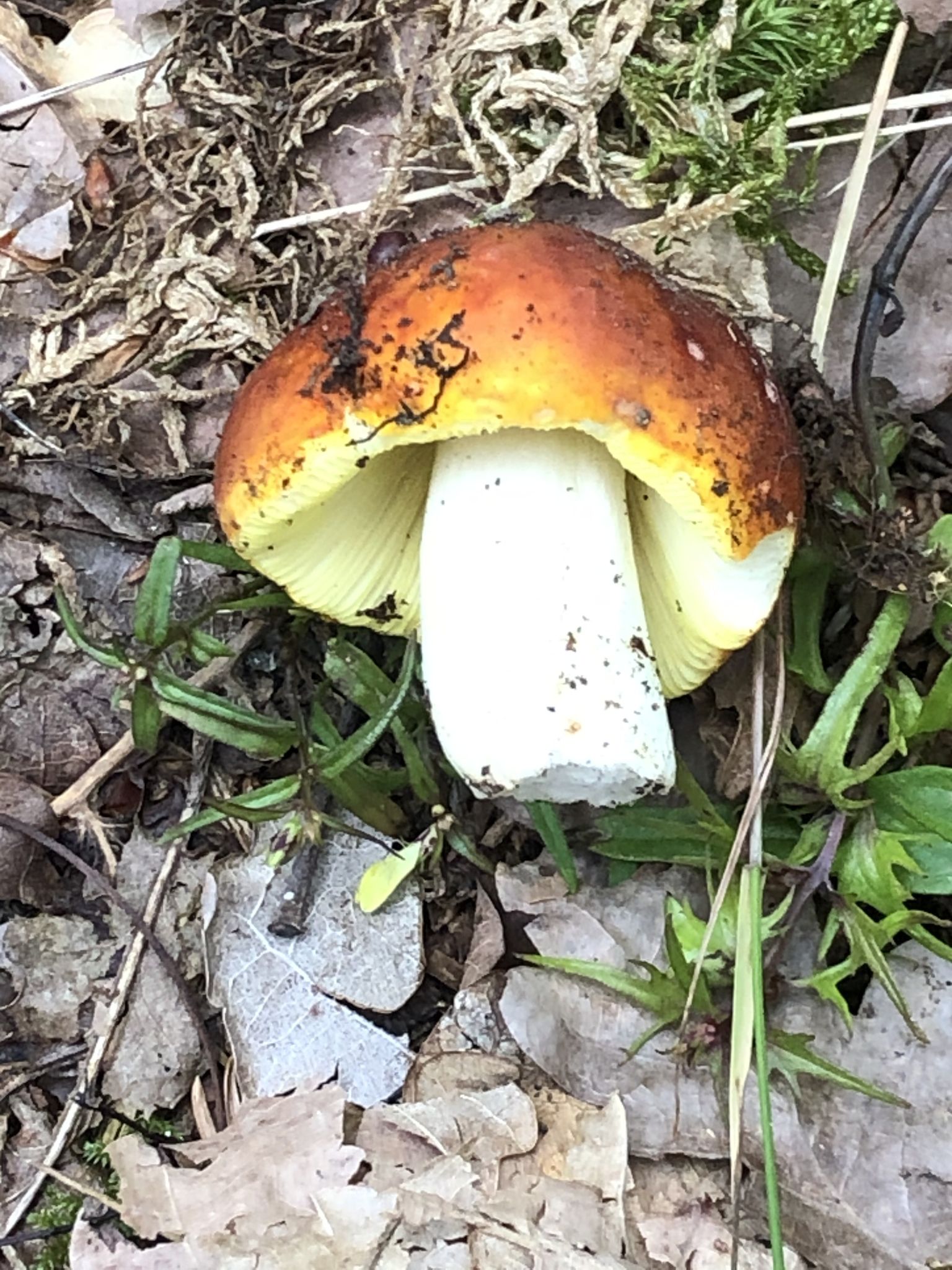 Сыроежка золотисто-красная (Russula aurata) - фото 5