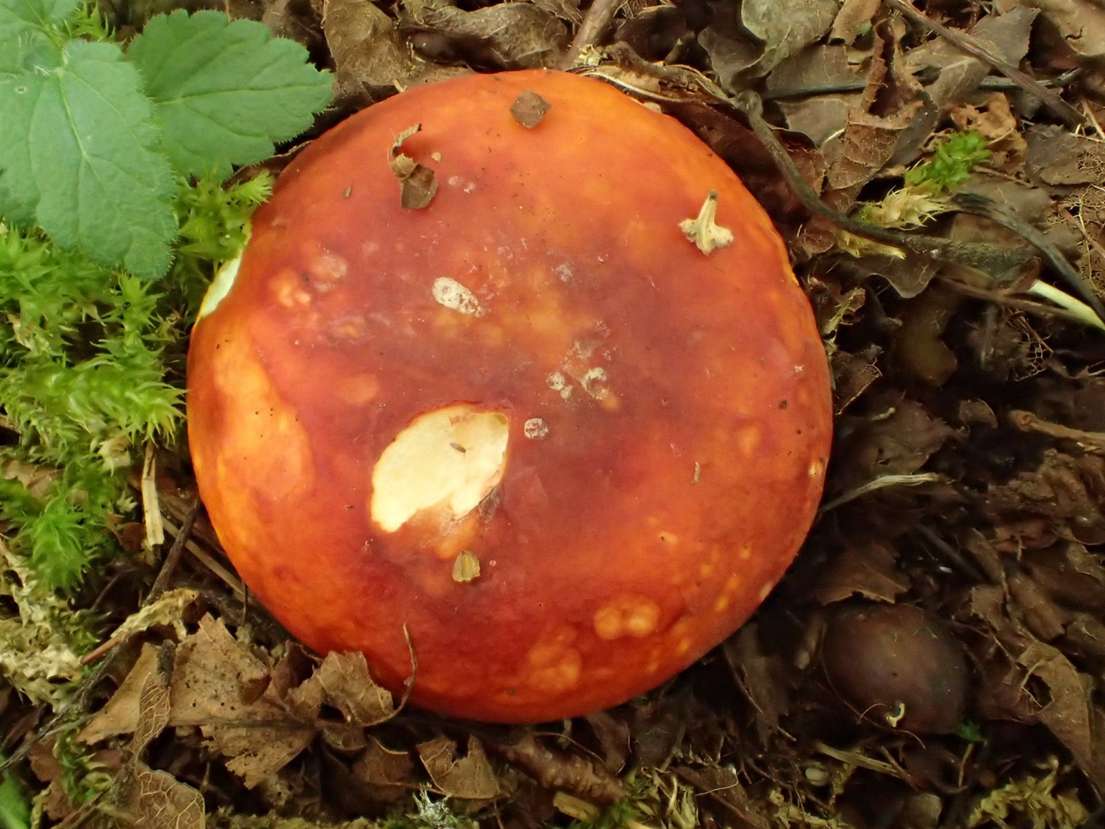 Сыроежка золотисто-красная (Russula aurata) - фото 6