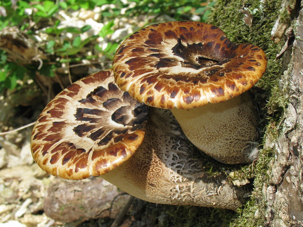 Трутовик чешуйчатый (пёстрый). Вязовик (Polyporus squamosus) - фото 7