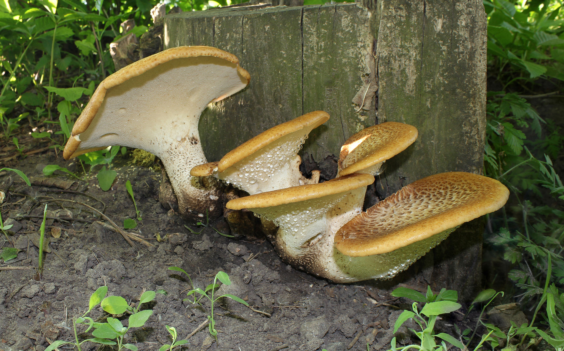 Трутовик чешуйчатый (пёстрый). Вязовик (Polyporus squamosus) - фото 10