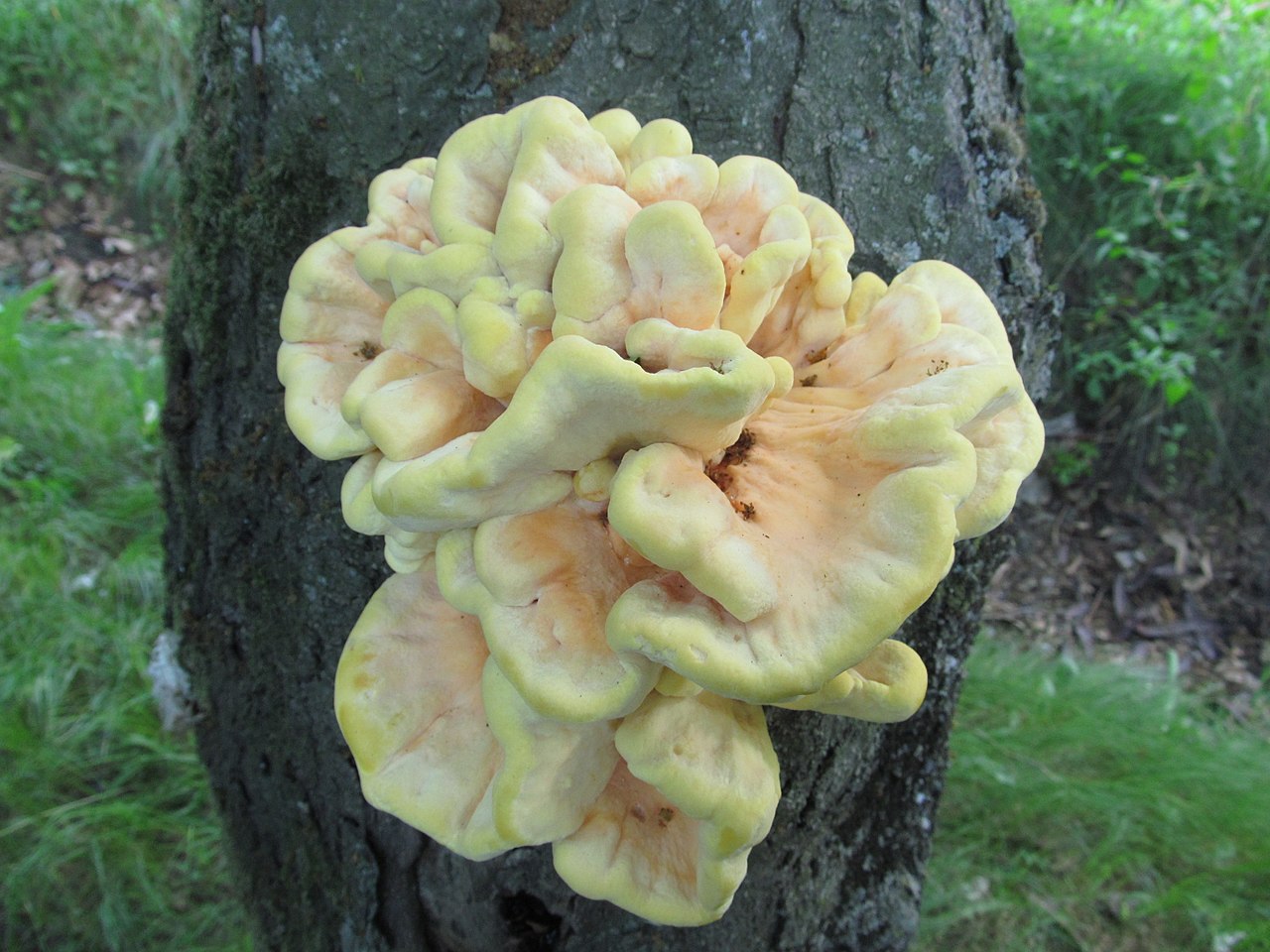 Трутовик серно-жёлтый (Laetiporus sulphureus) - фото 6