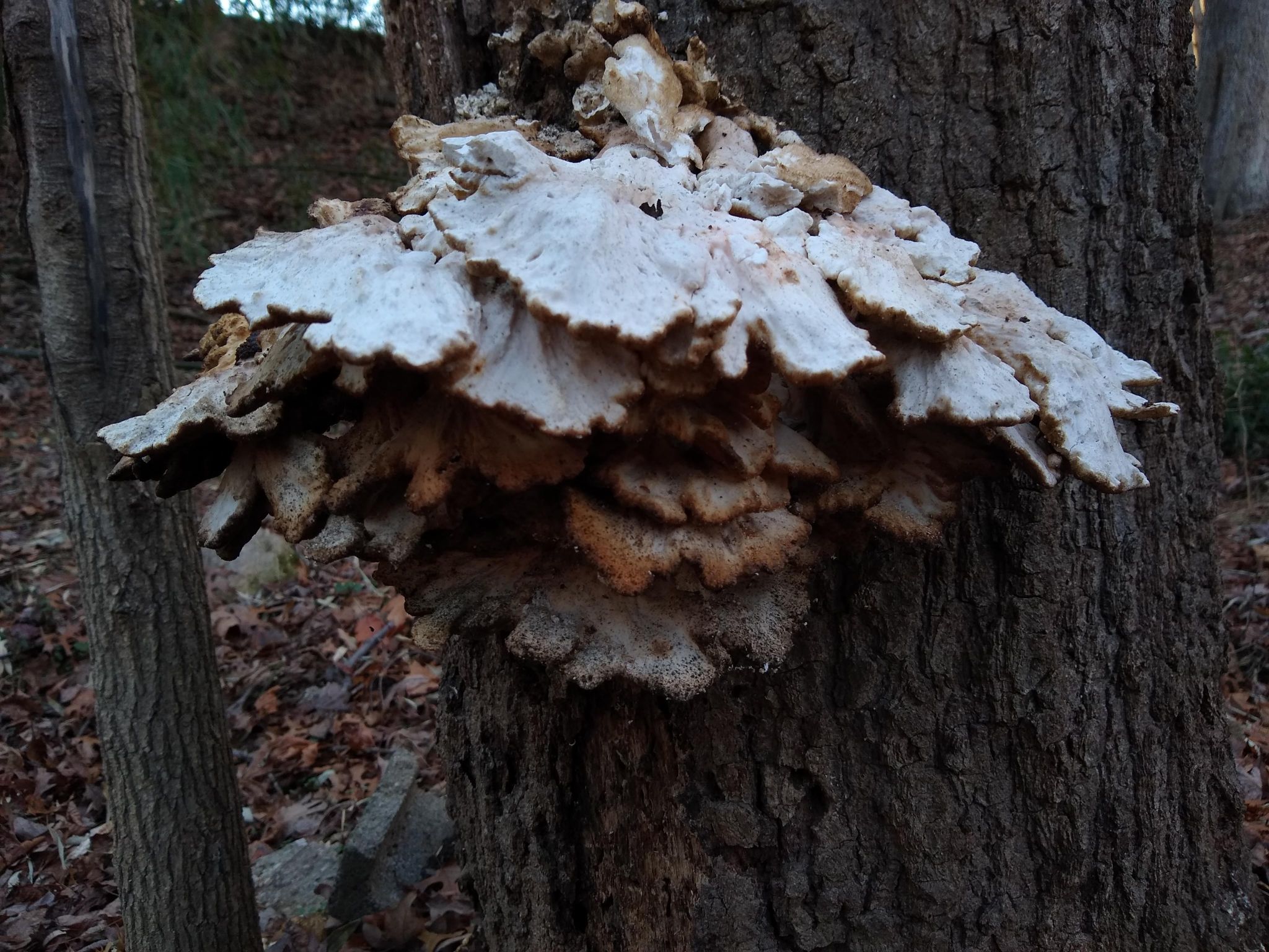 Трутовик серно-жёлтый (Laetiporus sulphureus) - фото 7