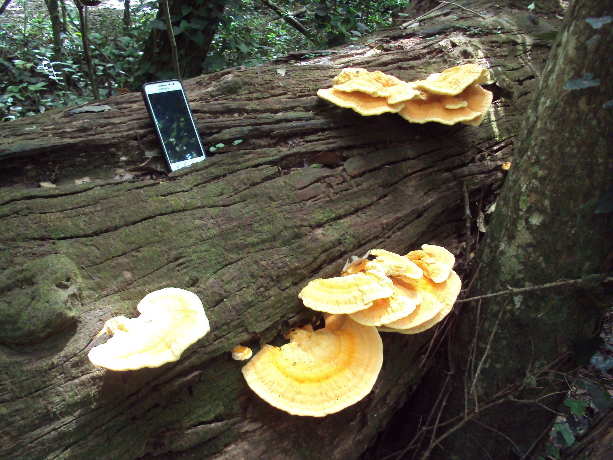 Трутовик серно-жёлтый (Laetiporus sulphureus) - фото 8