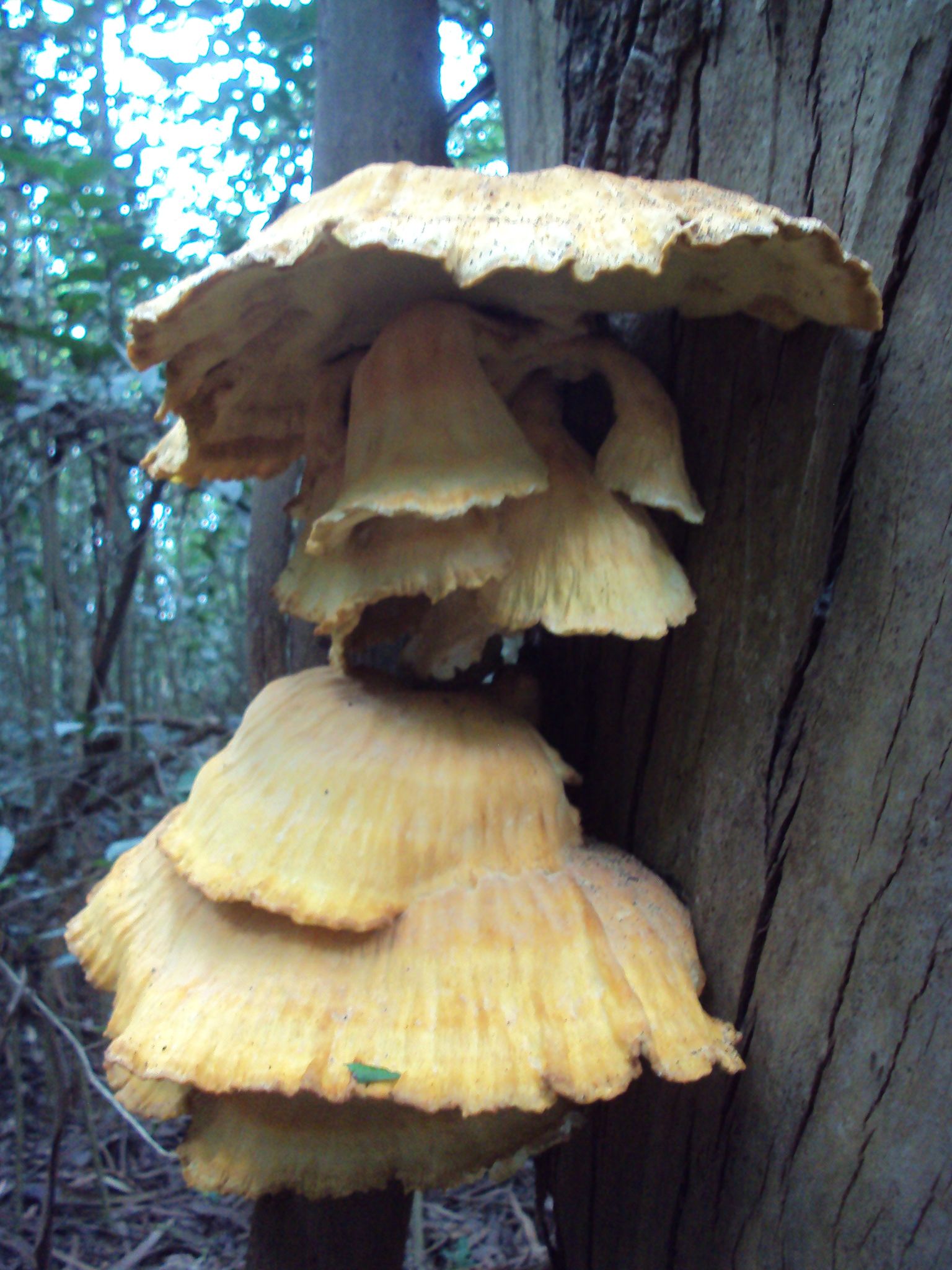 Трутовик серно-жёлтый (Laetiporus sulphureus) - фото 9