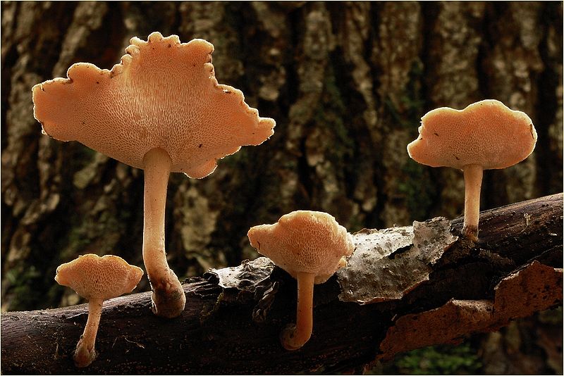 Трутовик зимний (Polyporus brumalis)
