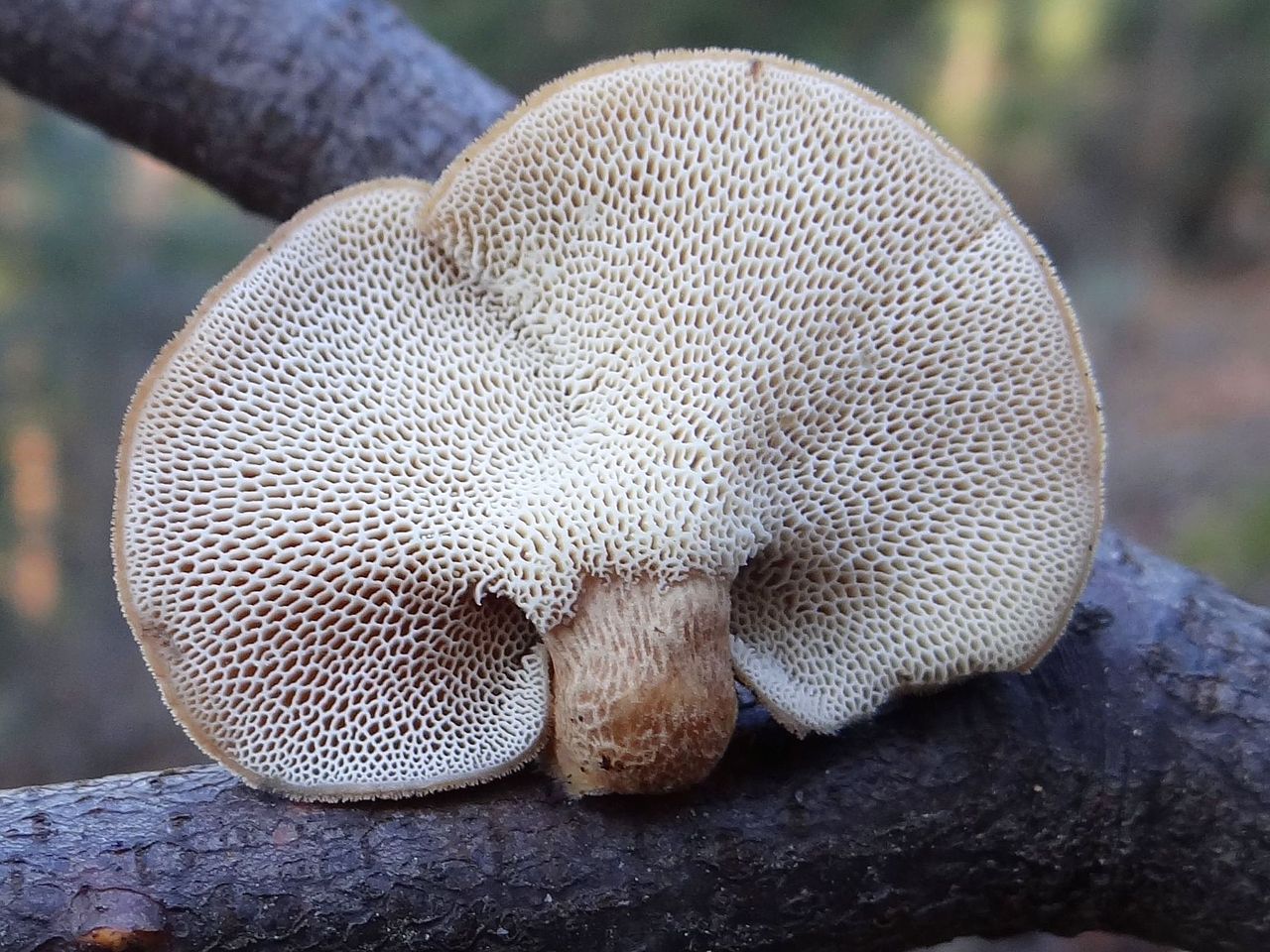 Трутовик зимний (Polyporus brumalis) - фото 4