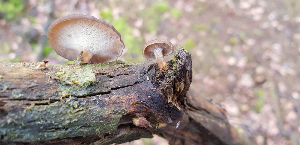 Трутовик зимний (Polyporus brumalis) - фото 5