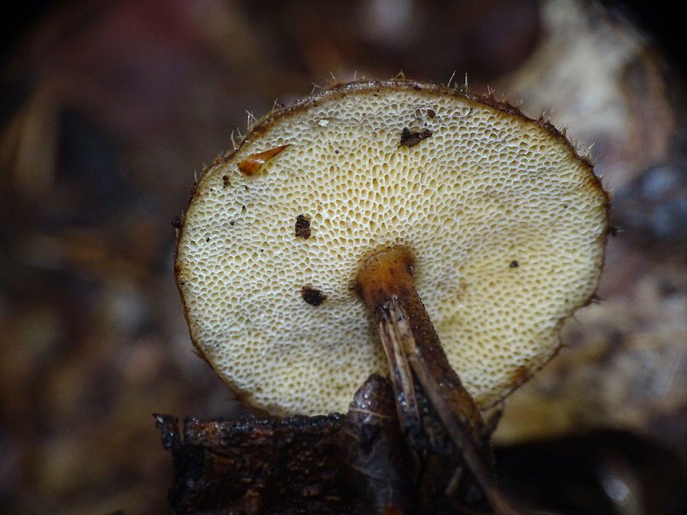 Трутовик зимний (Polyporus brumalis) - фото 6