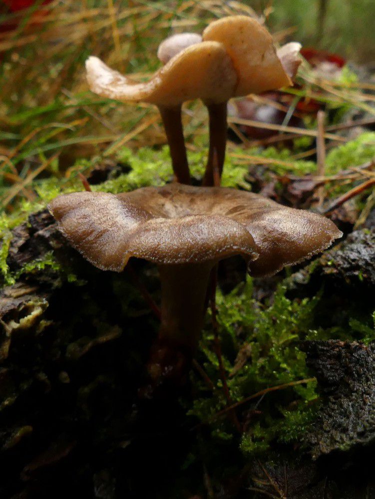 Трутовик зимний (Polyporus brumalis) - фото 7