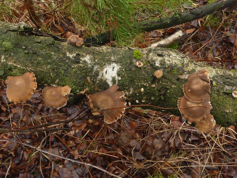 Трутовик зимний (Polyporus brumalis) - фото 8