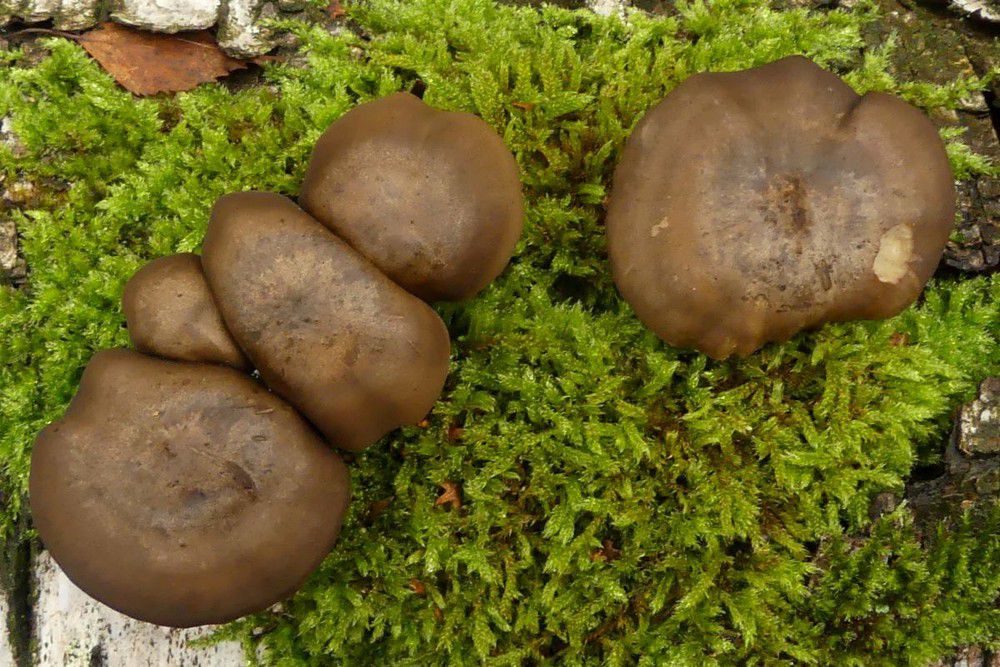 Трутовик зимний (Polyporus brumalis) - фото 9