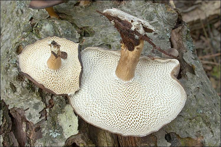 Трутовик зимний (Polyporus brumalis) - фото 10
