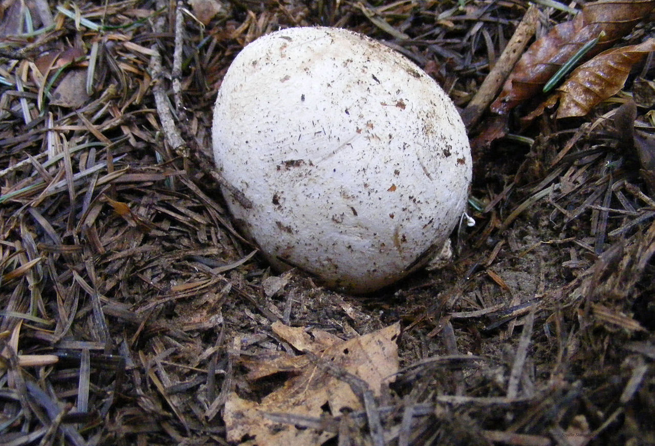 Веселка обыкновенная. Фаллюс нескромный. Сморчок вонючий (Phallus impudicus) - фото 6