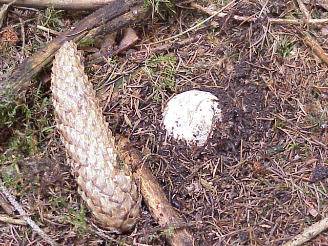 Веселка обыкновенная. Фаллюс нескромный. Сморчок вонючий (Phallus impudicus) - фото 7