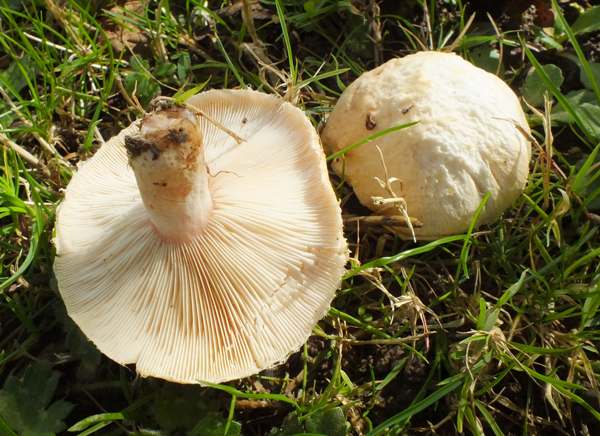 Волнушка белая. Белянка пушистая (Lactarius pubescens) - фото 5