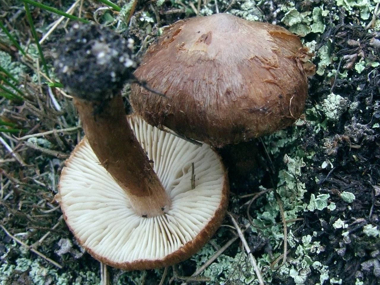 Волоконница разорванная (Inocybe lacera) - фото 4