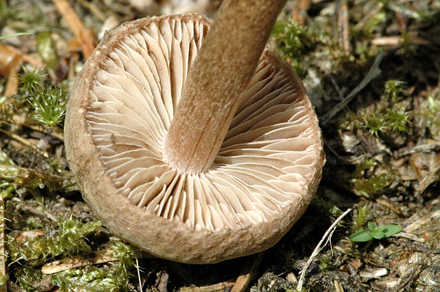 Волоконница разорванная (Inocybe lacera) - фото 5