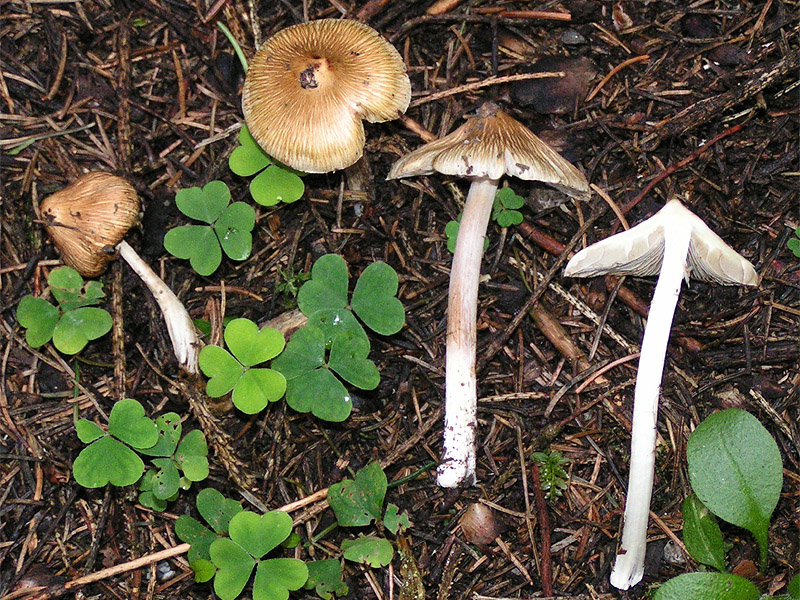 Волоконница волокнистая (трещиноватая) (Inocybe rimosa) - фото 4