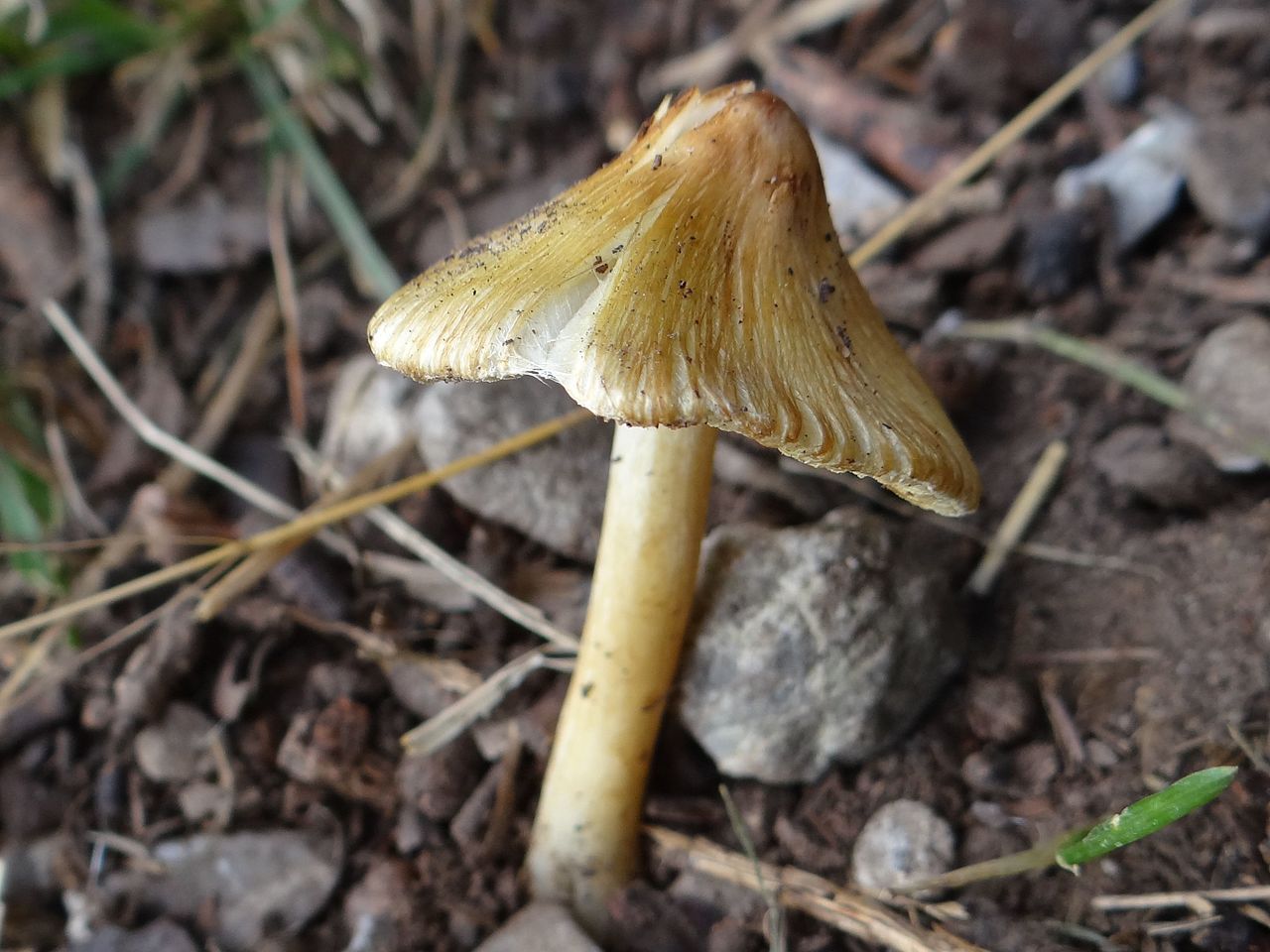 Волоконница волокнистая (трещиноватая) (Inocybe rimosa) - фото 6