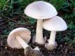 Вольвариелла красивая (прекрасная) (Volvariella speciosa)