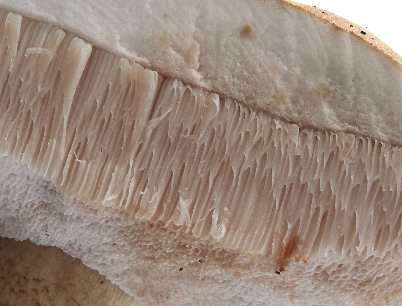 Желчный гриб. Горчак (Tylopilus felleus) - фото 3